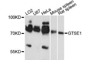 Western blot analysis of extracts of various cell lines, using GTSE1 antibody. (GTSE1 anticorps)