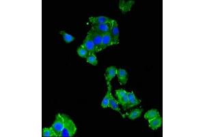 Immunofluorescent analysis of HepG2 cells using ABIN7173569 at dilution of 1:100 and Alexa Fluor 488-congugated AffiniPure Goat Anti-Rabbit IgG(H+L)
