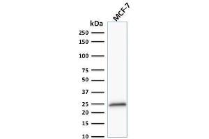 Western Blot Analysis of MCF-7 cell lysate using Bcl-2 Mouse Monoclonal Antibody (100/D5 + 124). (Bcl-2 anticorps  (AA 41-54))