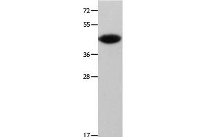 Western Blot analysis of Mouse muscle tissue using MAP2K6 Polyclonal Antibody at dilution of 1:500 (MAP2K6 anticorps)