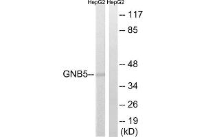 Western blot analysis of extracts from HepG2 cells, using GNB5 antibody. (GNB5 anticorps  (Internal Region))