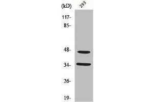 Western Blot analysis of 293 cells using FoxB1/2 Polyclonal Antibody (FOXB1/FOXB2 (Internal Region) anticorps)