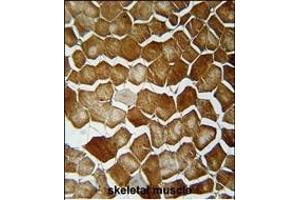 ORML2 Antibody (Center) (ABIN654769 and ABIN2844449) immunohistochemistry analysis in formalin fixed and paraffin embedded human skeletal muscle followed by peroxidase conjugation of the secondary antibody and DAB staining.