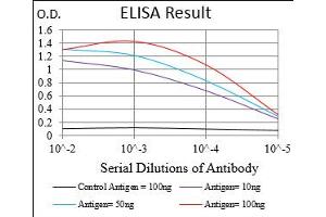 Fig. (DIS3L2 anticorps  (AA 27-250))