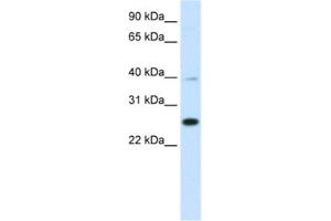 Western Blotting (WB) image for anti-YY1 Associated Factor 2 (YAF2) antibody (ABIN2461508) (YAF2 anticorps)