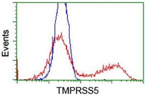 HEK293T cells transfected with either RC223774 overexpress plasmid (Red) or empty vector control plasmid (Blue) were immunostained by anti-TMPRSS5 antibody (ABIN2454938), and then analyzed by flow cytometry. (TMPRSS5 anticorps)