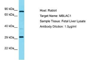 Host: Rabbit Target Name: MBLAC1 Sample Type: Fetal Liver lysates Antibody Dilution: 1. (MBLAC1 anticorps  (C-Term))