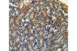 Used in DAB staining on fromalin fixed paraffin- embedded kidney tissue (CGA anticorps  (AA 25-120))