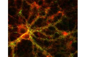 Immunocytochemistry (ICC) image for anti-Glycoprotein M6A (GPM6A) (AA 261-270) antibody (ABIN1742485)