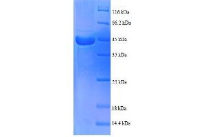 Biogenesis of Lysosomal Organelles Complex-1, Subunit 1 (BLOC1S1) (AA 1-153), (full length) protein (GST tag)