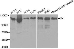 Western blot analysis of extracts of various cell lines, using HK1 antibody. (Hexokinase 1 anticorps  (AA 20-300))
