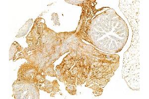 ABIN6256691 and ABIN6267080 at 1/100 staining Mouse ovary tissue by IHC-P.