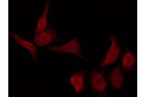 ABIN6276018 staining NIH-3T3 by IF/ICC. (GPR157 anticorps  (C-Term))