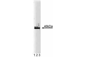 Western blot analysis of VASP on human endothelial cell lysate. (VASP anticorps  (AA 248-379))