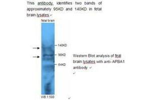 Image no. 1 for anti-Amyloid beta (A4) Precursor Protein-Binding, Family A, Member 1 (APBA1) antibody (ABIN790826)