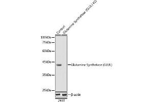Western blot analysis of extracts from normal (control) and Glutamine Synthetase (GLUL) knockout (KO) 293T cells, using Glutamine Synthetase (GLUL) antibody (ABIN6130425, ABIN6141161, ABIN6141162 and ABIN7101772) at 1:1000 dilution. (GLUL anticorps  (AA 1-373))