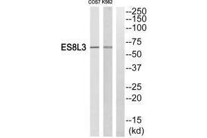 Western blot analysis of extracts from Cos7 cells and K562 cells, using ES8L3 antiobdy. (EPS8-Like 3 anticorps)
