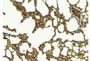 ABIN6277004 at 1/100 staining Mouse lung tissue by IHC-P.