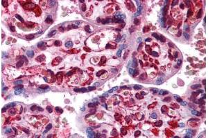 anti-Lipase, Endothelial (LIPG) (C-Term) antibody