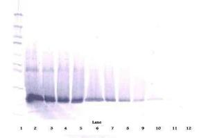 Image no. 1 for anti-Interferon, beta 1, Fibroblast (IFNB1) antibody (ABIN464941) (IFNB1 anticorps)