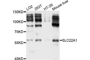 Western blot analysis of extracts of various cell lines, using SLC22A1 antibody (ABIN4905182) at 1:1000 dilution.