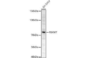 Western blot analysis of extracts of SH-SY5Y cells, using FBXW7 antibody (ABIN6131632, ABIN6140535, ABIN6140537 and ABIN6221574) at 1:500 dilution. (FBXW7 anticorps  (AA 408-707))