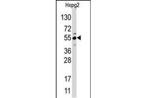 Western blot analysis of anti-JMJD4 (N-term) Pab in HepG2 cell line lysate. (JMJD4 anticorps  (N-Term))