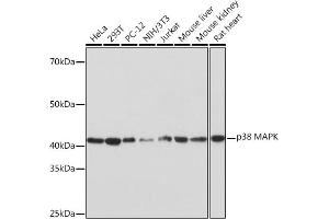 Western blot analysis of extracts of various cell lines, using p38 MAPK Rabbit mAb (ABIN1682699, ABIN3019202, ABIN3019203 and ABIN7101731) at 1:1000 dilution. (MAPK14 anticorps)