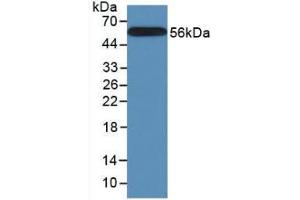 Figure. (Calnexin anticorps  (AA 239-461))