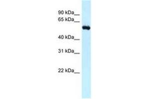 Image no. 1 for anti-Retinoblastoma Binding Protein 5 (RBBP5) (N-Term) antibody (ABIN6747813) (RBBP5 anticorps  (N-Term))