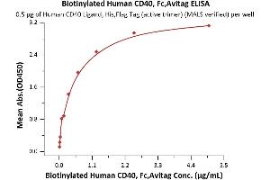 Immobilized Human CD40 Ligand, His,Flag Tag (active trimer) (MALS verified) (ABIN6950957,ABIN6952262) at 5 μg/mL (100 μL/well) can bind Biotinylated Human CD40, Fc,Avitag (ABIN5674593,ABIN6253701) with a linear range of 0. (CD40 Protein (CD40) (AA 21-193) (Fc Tag,AVI tag,Biotin))