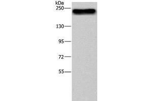 Western Blot analysis of NIH/3T3 cell using BRD4 Polyclonal Antibody at dilution of 1:500 (BRD4 anticorps)