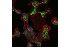 Immunofluorescence analysis of HepG2 cells using ApoB mouse mAb (green). (APOB anticorps)