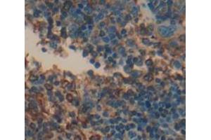 IHC-P analysis of Mouse Tissue, with DAB staining. (CD70 anticorps  (AA 64-192))