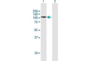 Western Blot analysis of FAP expression in transfected 293T cell line by FAP MaxPab polyclonal antibody. (FAP anticorps  (AA 1-760))