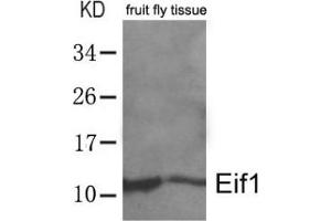 Western blot analysis of extracts from whole fruit fly (drosophila melanogaster) tissue lysate using Eif1. (EIF1 anticorps  (AA 4-8))