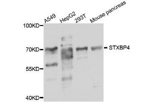 Western blot analysis of extract of various cells, using STXBP4 antibody. (STXBP4 anticorps)