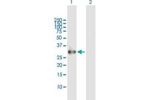 Western Blot analysis of RNF144B expression in transfected 293T cell line by RNF144B MaxPab polyclonal antibody.