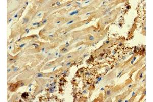 Immunohistochemistry of paraffin-embedded human heart tissue using ABIN7152994 at dilution of 1:100 (C2ORF83 anticorps  (AA 29-150))