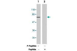 Western blot analysis of extracts from 293 cells treated with IL-4 (100 ug/mL, 30 min) using G3BP1 polyclonal antibody . (G3BP1 anticorps)