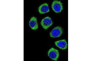 Immunofluorescence (IF) image for anti-Protocadherin beta 3 (PCDHB3) antibody (ABIN2996556) (PCDHB3 anticorps)
