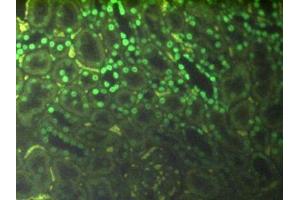 Detection of H3 in Rat Kidney Tissue using Polyclonal Antibody to Histone H3 (H3)
