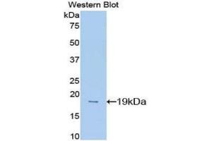Western Blotting (WB) image for anti-Midkine (Neurite Growth-Promoting Factor 2) (MDK) (AA 22-140) antibody (ABIN1173325) (Midkine anticorps  (AA 22-140))