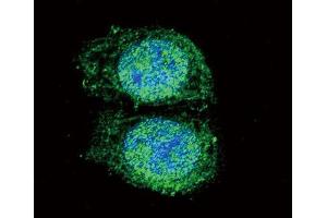 Immunofluorescence (IF) image for anti-B-Cell CLL/lymphoma 2 (BCL2) (BH3 Domain) antibody (ABIN2997097) (Bcl-2 anticorps  (BH3 Domain))