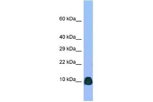 Host: Rabbit Target Name: Atp6v0b Sample Type: Rat Testis lysates Antibody Dilution: 1. (ATP6V0B anticorps  (N-Term))