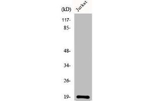 Western Blot analysis of COLO205 cells using DAN Polyclonal Antibody