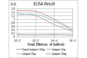 anti-Slingshot Homolog 1 (SSH1) (AA 1032-1044) antibody