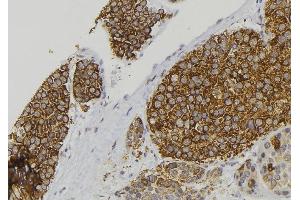ABIN6277899 at 1/100 staining Human pancreas tissue by IHC-P. (Amylin/DAP anticorps  (Internal Region))