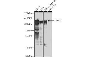 Western blot analysis of extracts of various cell lines, using UIMC1 antibody (ABIN6128891, ABIN6149915, ABIN6149916 and ABIN6223082) at 1:1000 dilution.