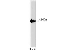 Western blot analysis of Flotillin-2 on human endothelial cell lysate. (Flotillin 2 anticorps  (AA 122-379))
